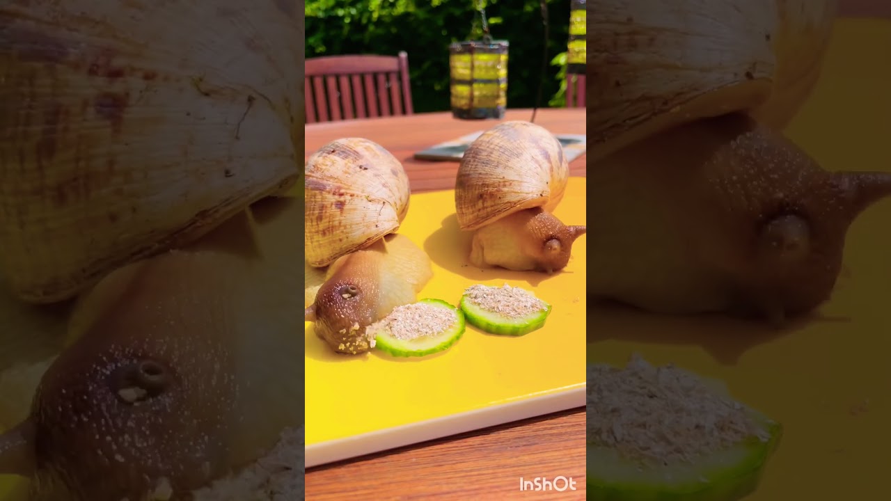 🐌Snails vs Cucumber 🐌🥒 Улитки и огурчики 🐌 