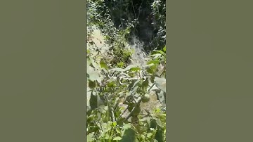 القرآن الكريم #اكسبلور # راحة نفسية # سورة النصر ياسر الدوسري #