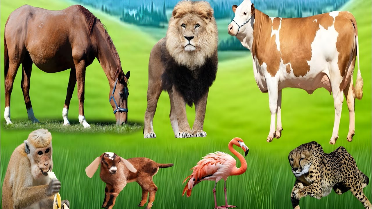 Adorable Animal Sounds Compilation: Cow, Goat, Elephant, Tiger & More ...