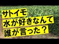 サトイモは水やりするな！ちゃんと水やりしているのに、うまくいかない人へ・・・