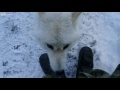 An arctic wolf  is acting friendly in canada