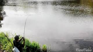 Pancing Toman tasik merinding..labuan