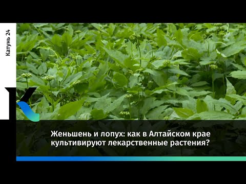 Женьшень и лопух: как в Алтайском крае культивируют лекарственные растения?