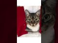 Happy New year! フェルト猫 #Shorts