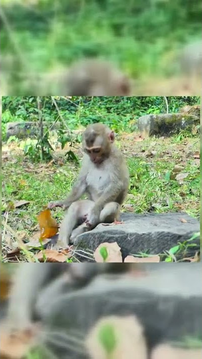 #Shorts Poor baby monkey Bruno very sad, He hold a big leaf and want to make as blanket coz feels so