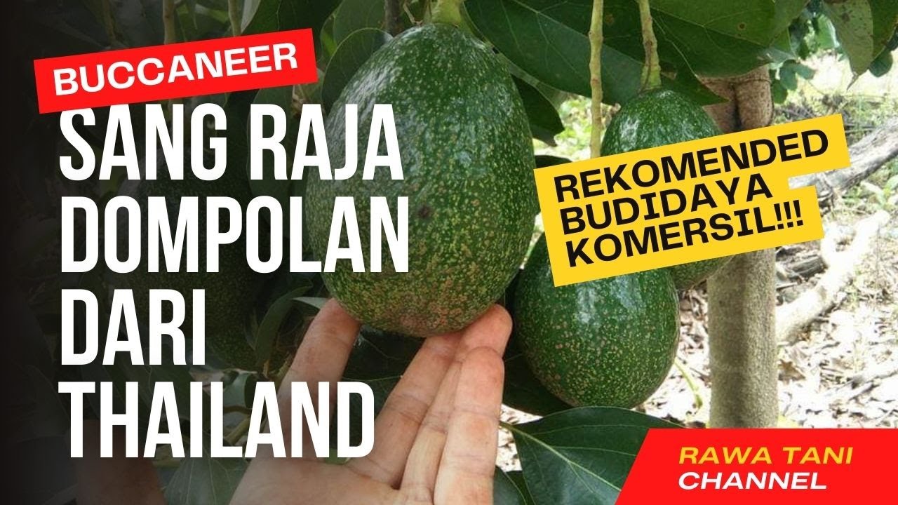 ALPUKAT BUCCANEER !!! RAJANYA DOMPOLAN ALPUKAT I RAWA TANI