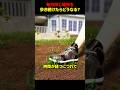 毎日同じ場所を歩き続けたらどうなる? #海外 #shorts