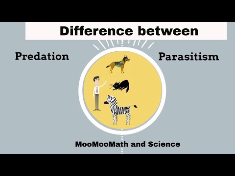 Difference between Predation and Parasitism