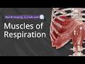 Muscles of Respiration Explained: Anatomy of Inspiration and Expiration | Anatomage