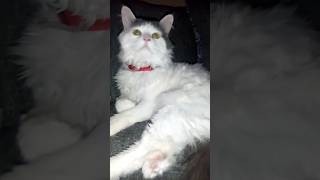 The Biggest Green Eyes In A Forest Cat #jade #kitty #cat #kitten #west #norwegianforestcat #cute