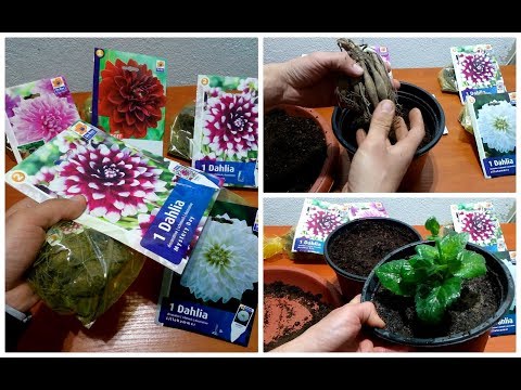 Cara Menumbuhkan Dahlias di а Pot