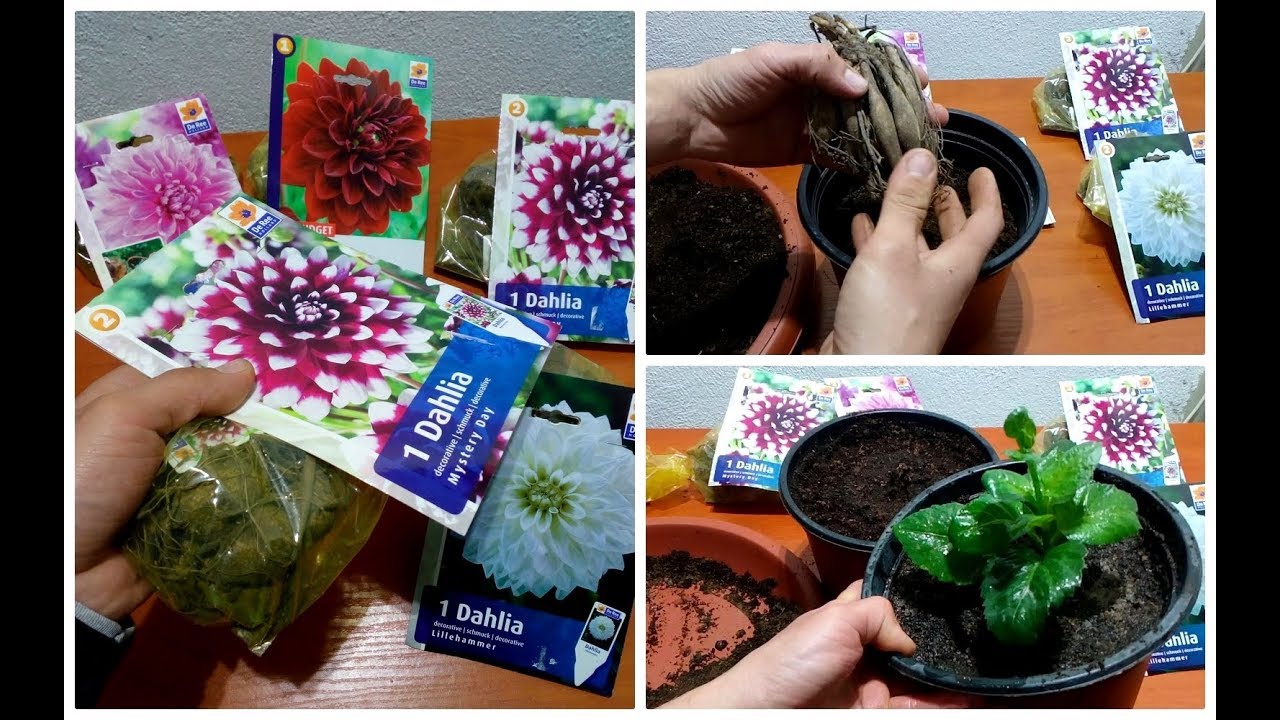 How to Grow Dahlias in а Pot YouTube