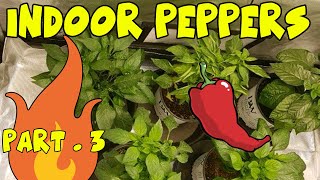 Growing HOT PEPPERS Indoors - Part 3 - Removing Flowers