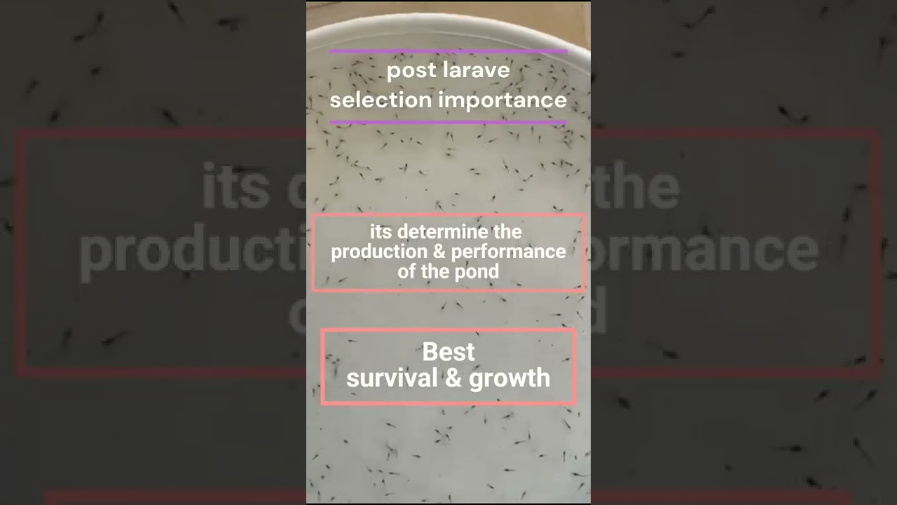VANNAMEI SEED SELECTION TIPS | SHRIMP SEED SELECTION THEMES | IMPORTANCE OF SEED SELECTION |