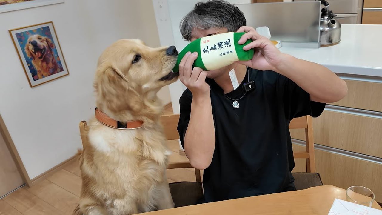 Growing day by day [Golden Retriever Japan] - YouTube