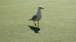 Seagull 2.mp4