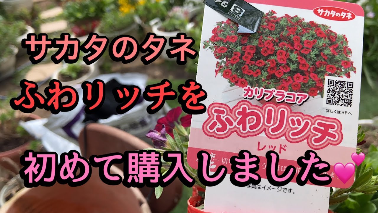 ふわリッチ、ホイップマカロン】購入苗のご紹介 ハナミズキが満開