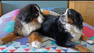 Daily life with two BERNESE MOUNTAIN DOGS. What my dogs do on a regular day