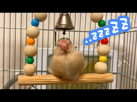 ブランコの上でウトウトするけど眠らない文鳥こむぎ　癒し動物　面白い動物　Java sparrow