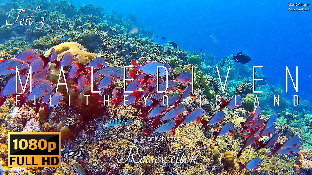 🇲🇻 3/4 MALEDIVEN, Filitheyo Island, Tauchen, Schnorcheln | MariONtour Reisewelten