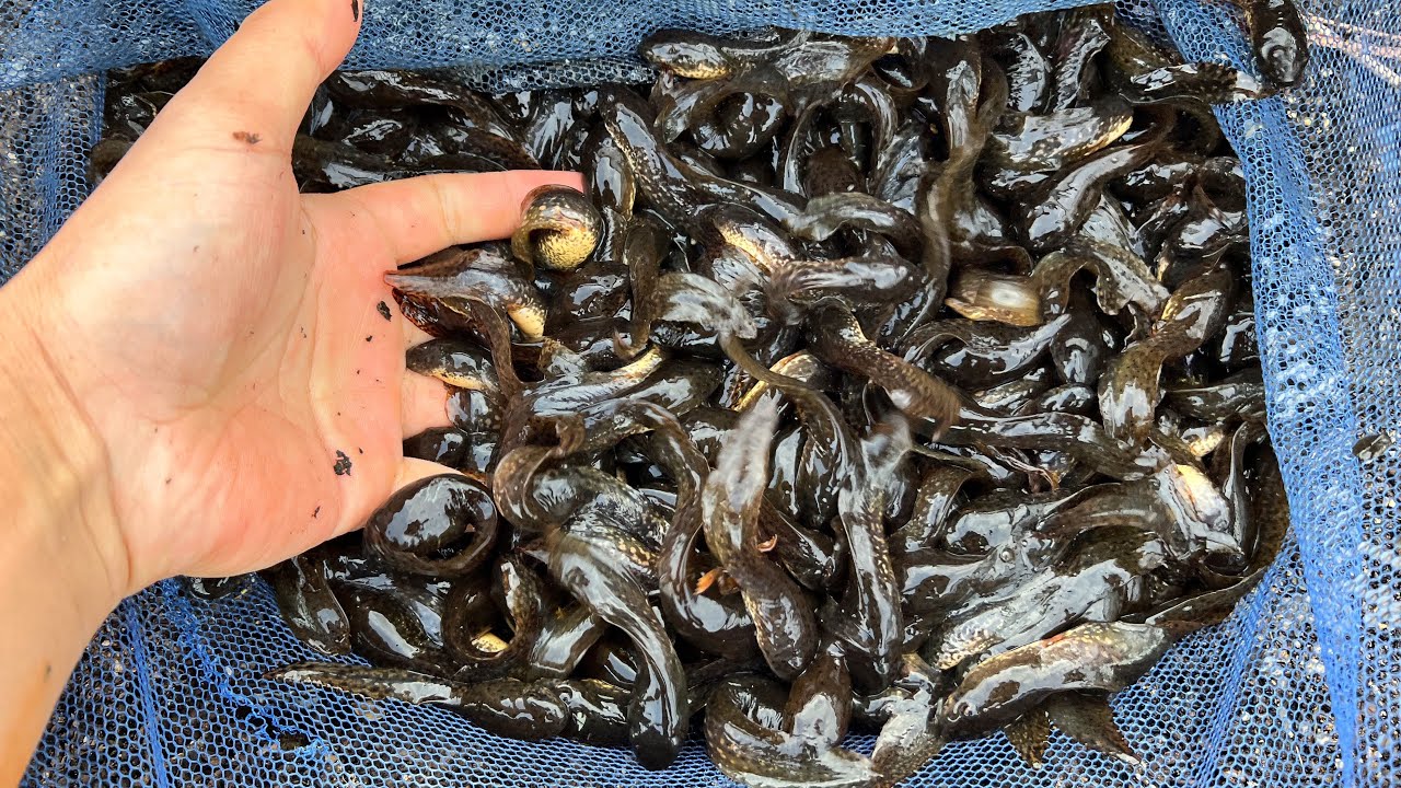 一掬いで数百匹のウシガエルが捕れるヤバ過ぎる池を発見