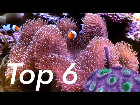 TOP 6 MAKKELIJKSTE/beginners koralen (Mijns inziens)