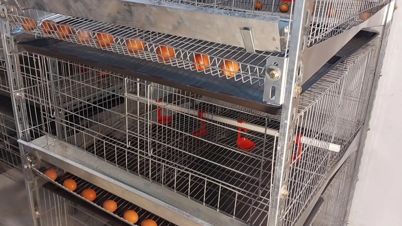 ارخص سعر بطاريات للفراخ بطارية فراخ بياض شوف الجمال لتربية الدواجن فى البطاريات