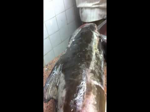 سمك الغوده قصيعر