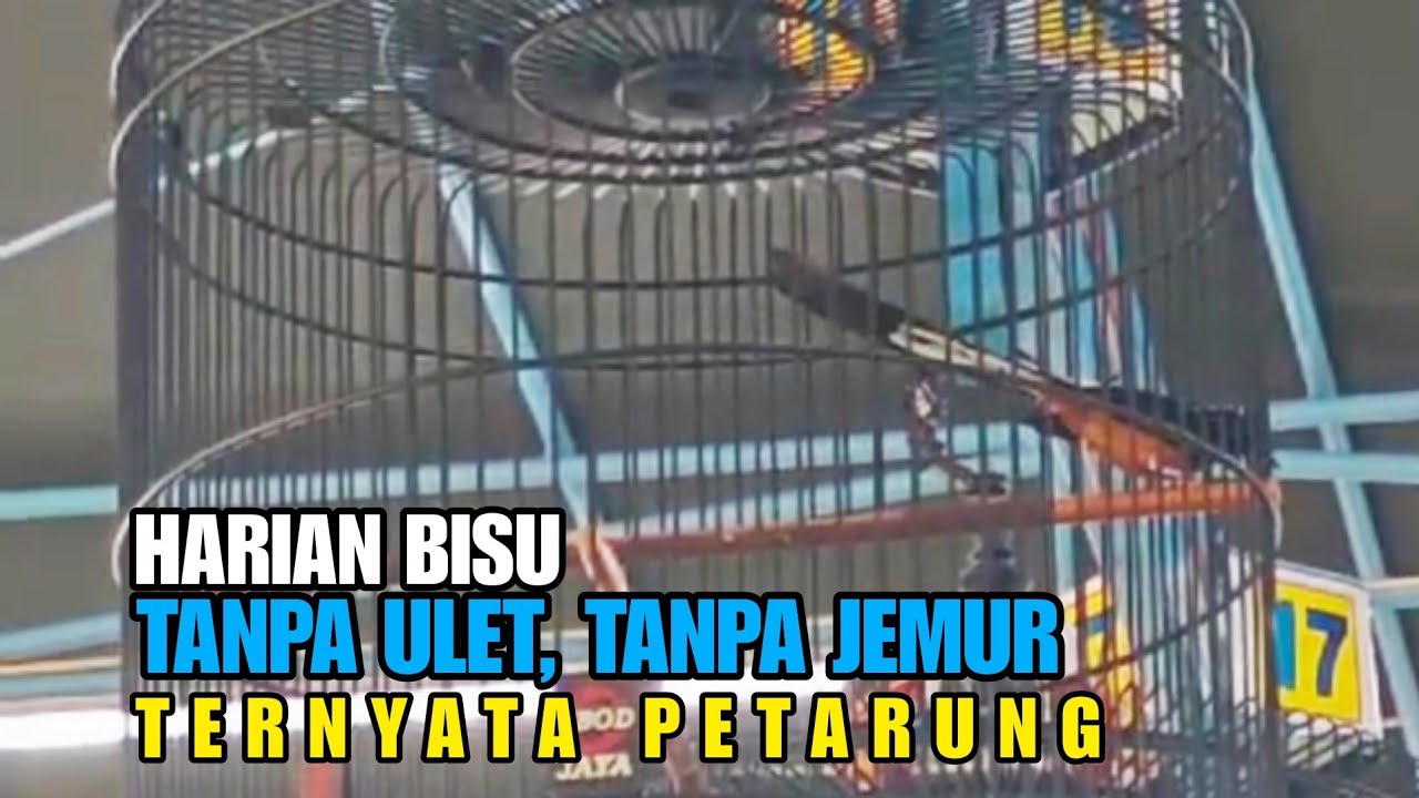 Dapet murai bisu, tanpa ulet, tanpa jemur, ternyata petarung