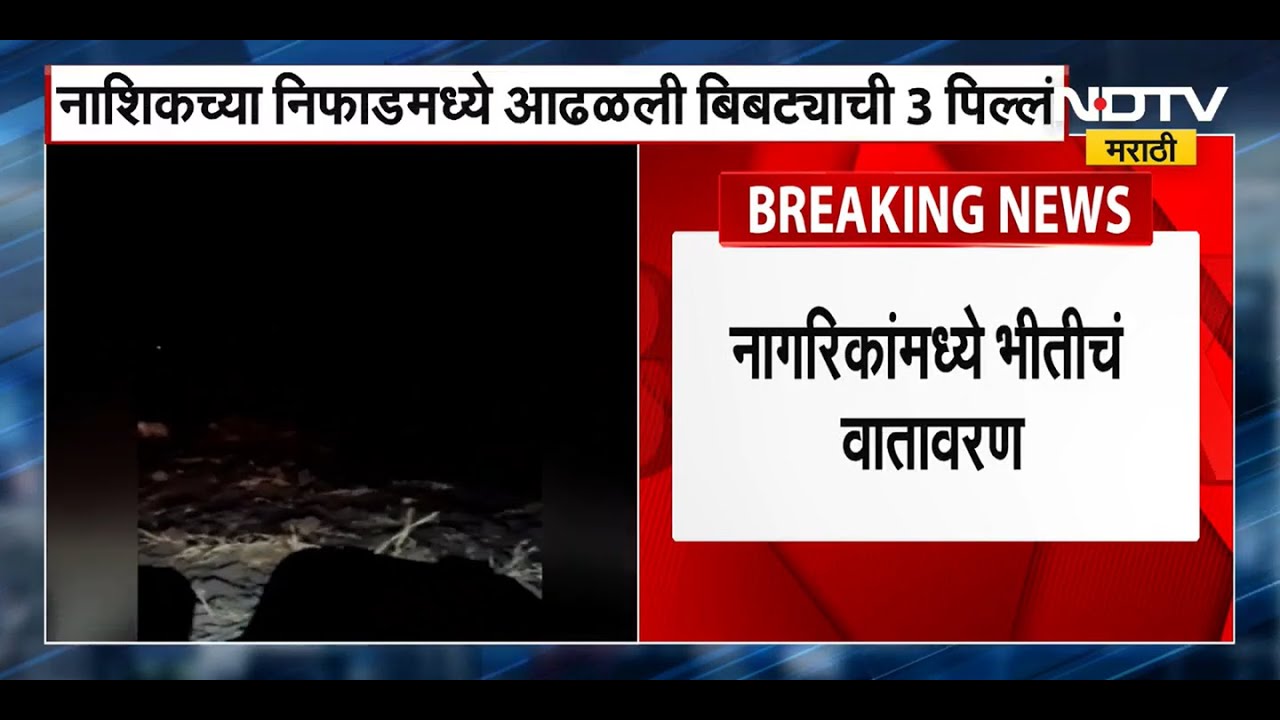 Nashik Niphad 3 Cubs Spotted | निफाडमध्ये आढळली बिबट्यांची 3 पिल्लं, नागरिकांमध्ये भीतीचं वातावरण