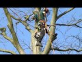Tree surgeons trimming trees at Jephson Gardens in Leamington Spa