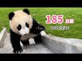 【パンダの赤ちゃん（楓浜）】何度もチャレンジ！（185日齢）