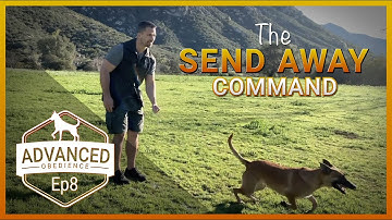 How to Teach Your Dog the Send Out/Send Away Command
