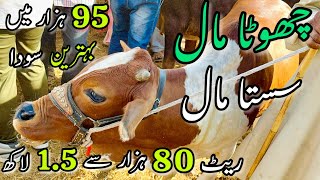 Malir Mandi Me 80K to 150k Wala Maal | Cattle Rates Updates | Cow Mandi 2024