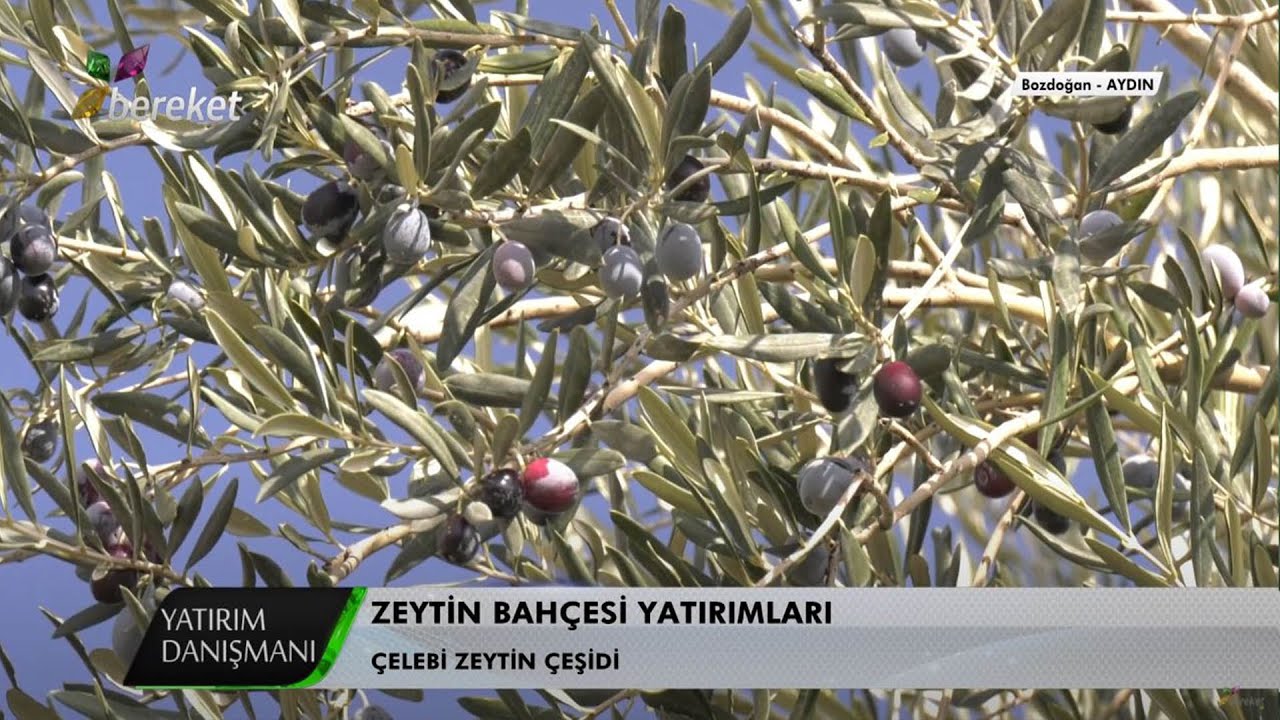 Yatırım Danışmanı  - Zeytin Bahçesi Yatırımları / 2.Bölüm