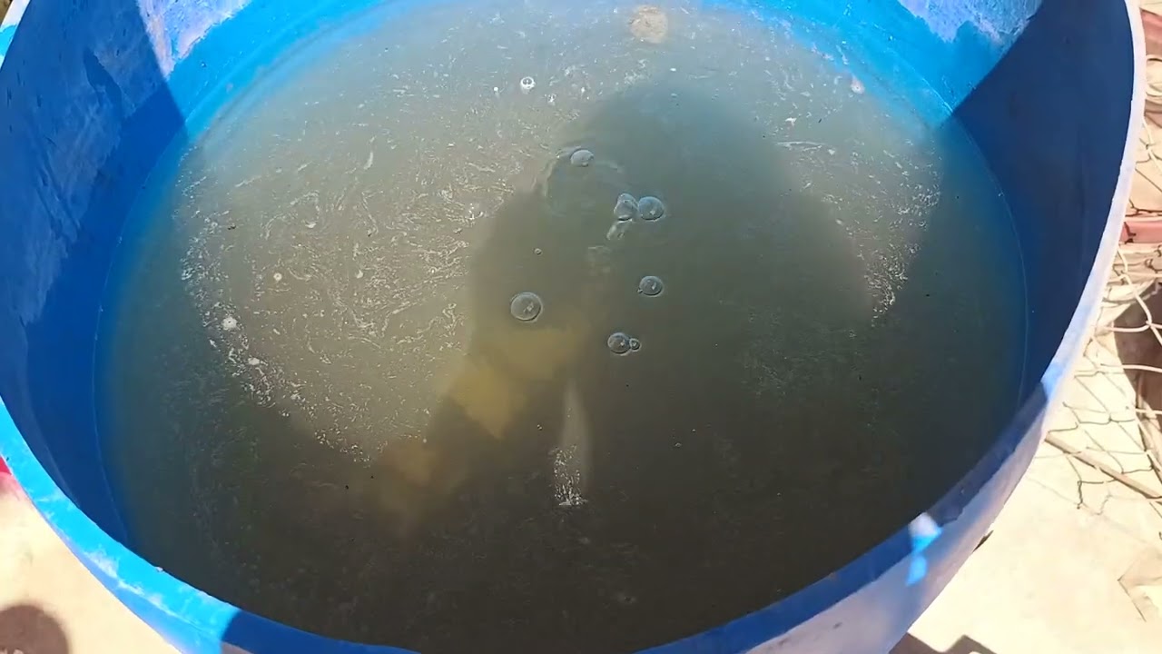 Destrucción de Batería DB1560