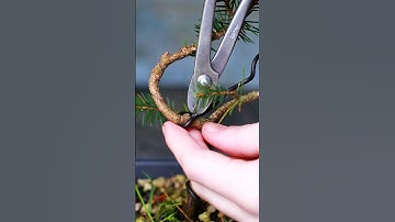 How to Remove Wire from your Bonsai