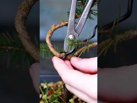 Vídeo: He de desactivar l'arbre extensible?