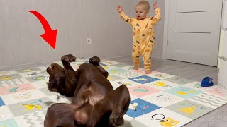 Baby is Shocked! Retriever Pretends to Be...