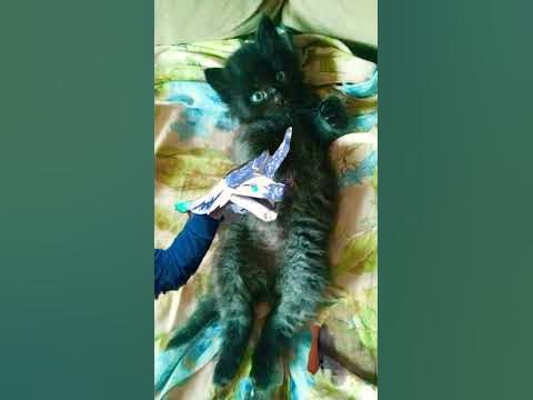 крутой котик? - YouTube