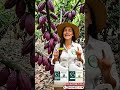 El Secreto del Cuajado Perfecto en Cacao 🍫🌱