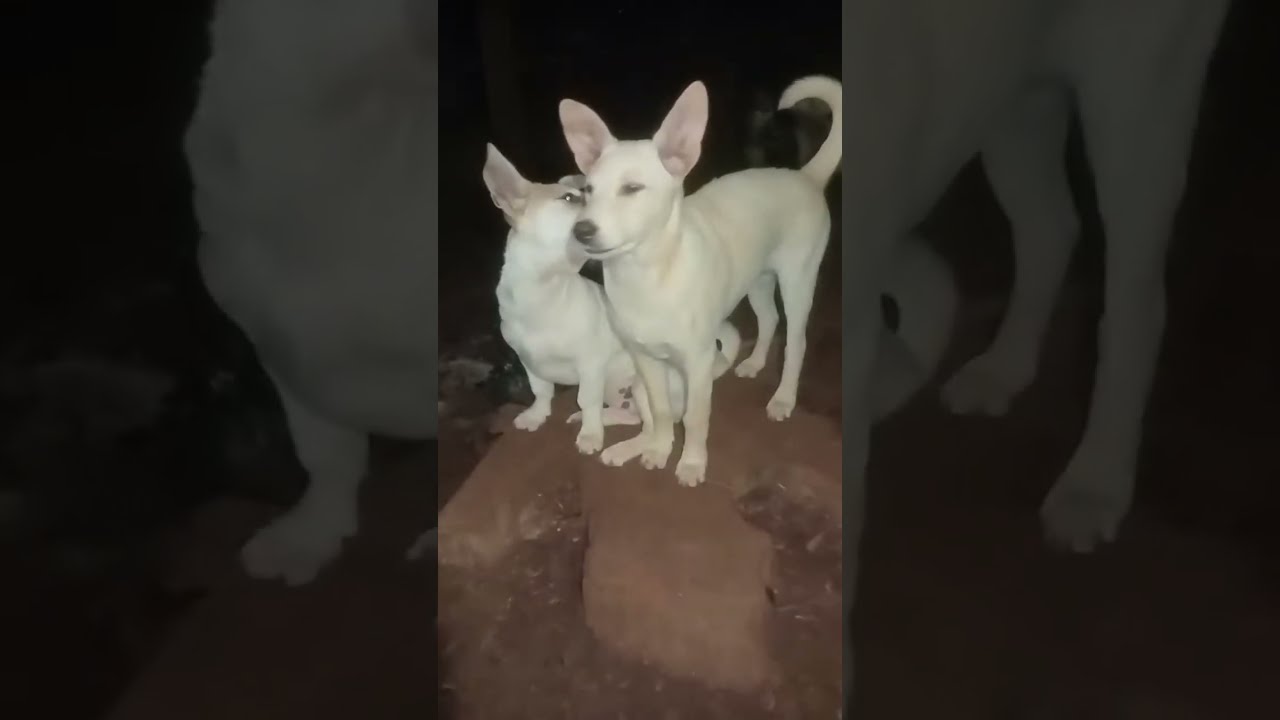 Winter Care Guide for Monkeys, Cats, and Dogs