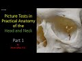 Picture tests in Head and Neck anatomy 1