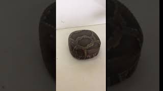 三線　チーガ　本張り　盛島開鍾チーガ　米須三線店