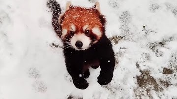 【red panda】Playing around in the snow