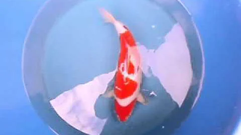 Kohaku | Select Koi