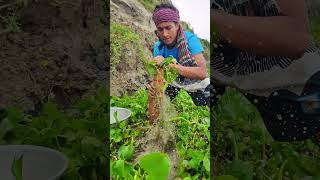 Traditional bamboo fishing method #fishing #fish #amazing #ytshorts #villagelife