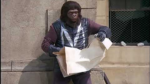 Ape tears up evidence he doesn