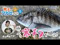 【１匹で大満足♪】脂が乗った極上チヌを狙え