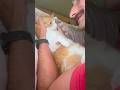 Not every inspection goes as planned… #catsoftiktok #cat #funnyanimal #funny #funnycat #fy #pets